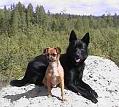 Aragon & Albin 2004 i skogen